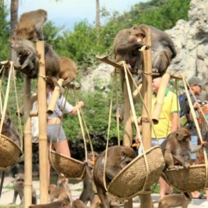 Тур на острова Обезьян и Орхидей