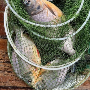 Рыбалка "Охота на пиранью"