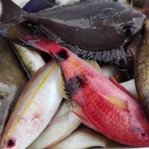 Морская рыбалка и снорклинг